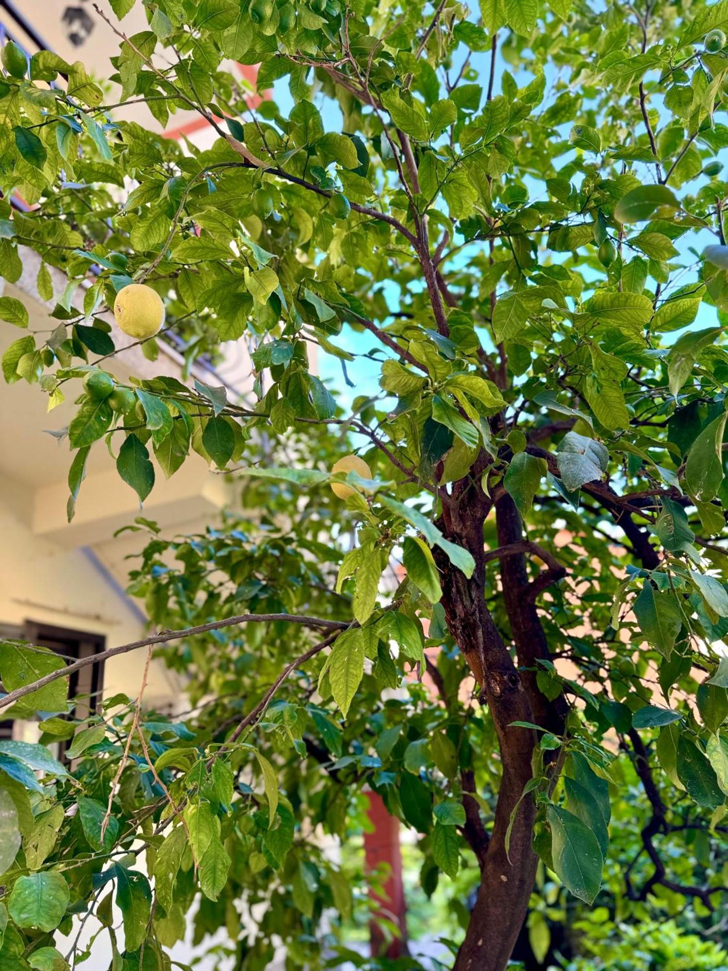Harmony Garden Apartments Kotor Bagian luar foto